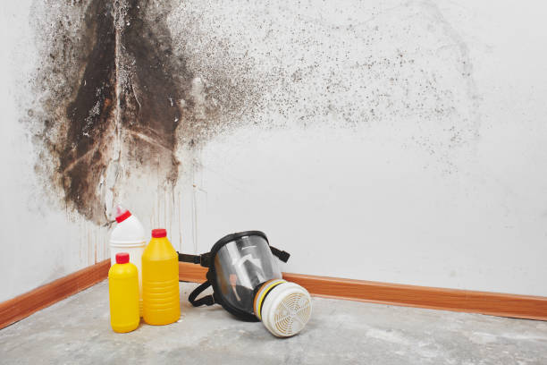 Best Attic Mold Remediation in Lafayette, GA