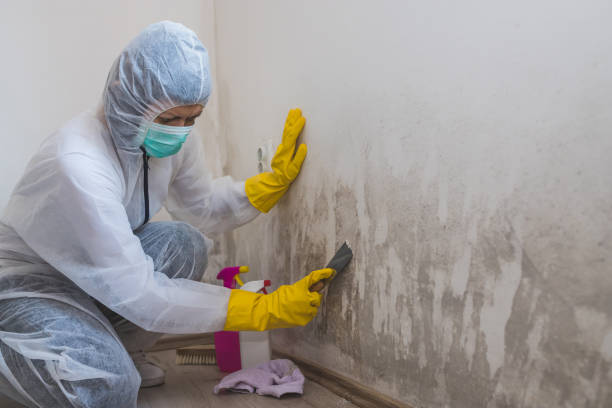 Best Attic Mold Remediation in Lafayette, GA