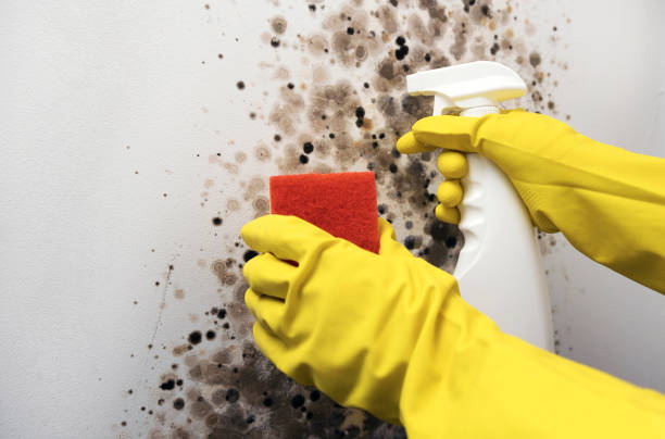 Trusted Lafayette, GA Mold Remediation Experts