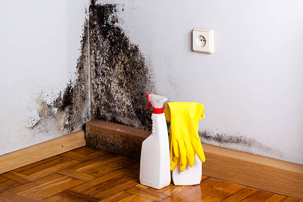 Best Emergency Mold Remediation in Lafayette, GA